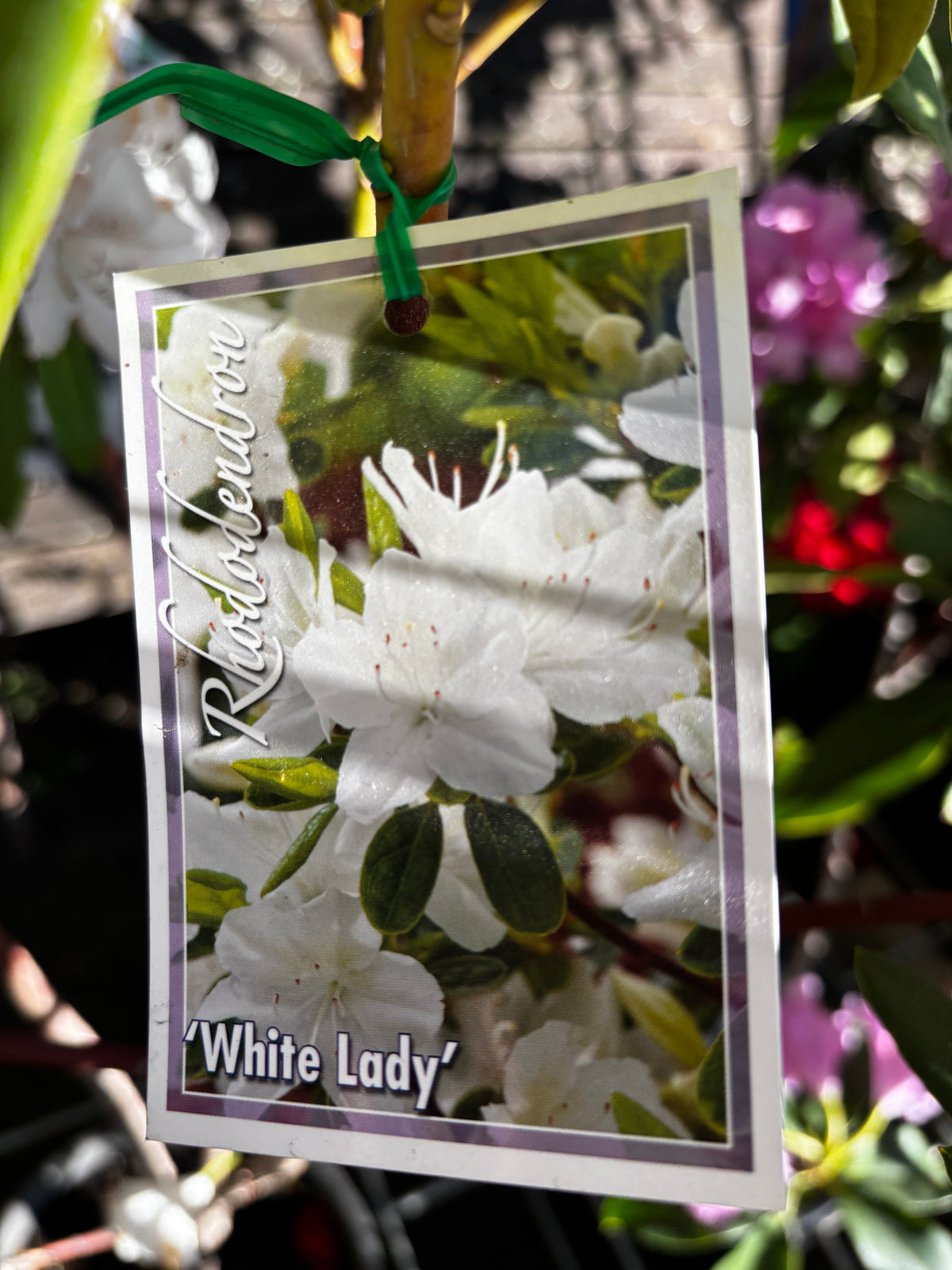Rhododendron ‘White Lady’ – White Flowering Evergreen Shrub
