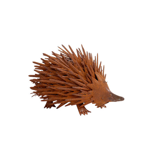 Echidna 'Spiky Rustic' - Small