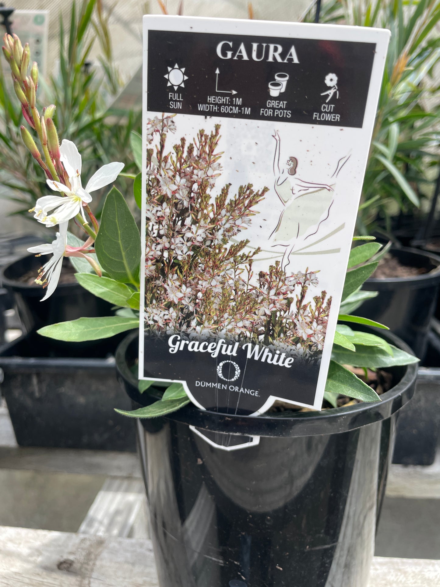 Gaura lindheimeri 'Graceful White'