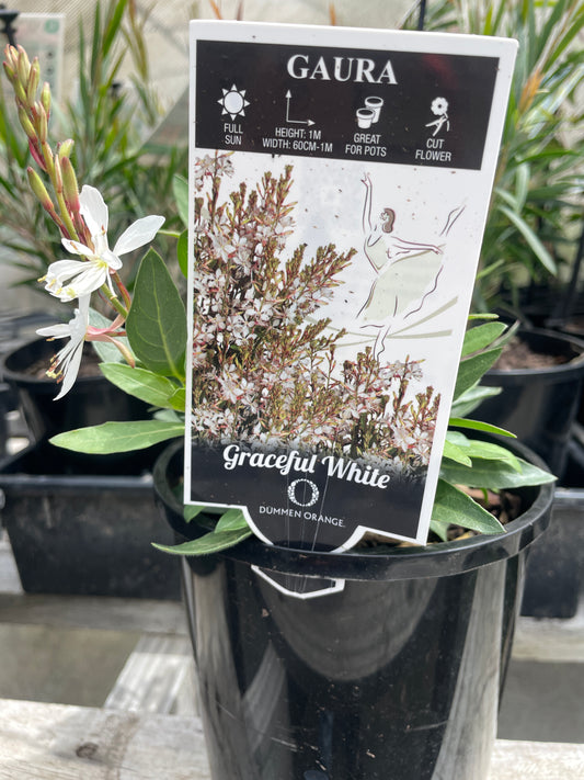 Gaura lindheimeri 'Graceful White'