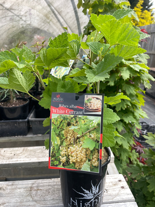 Ribes rubrum 'Alba'