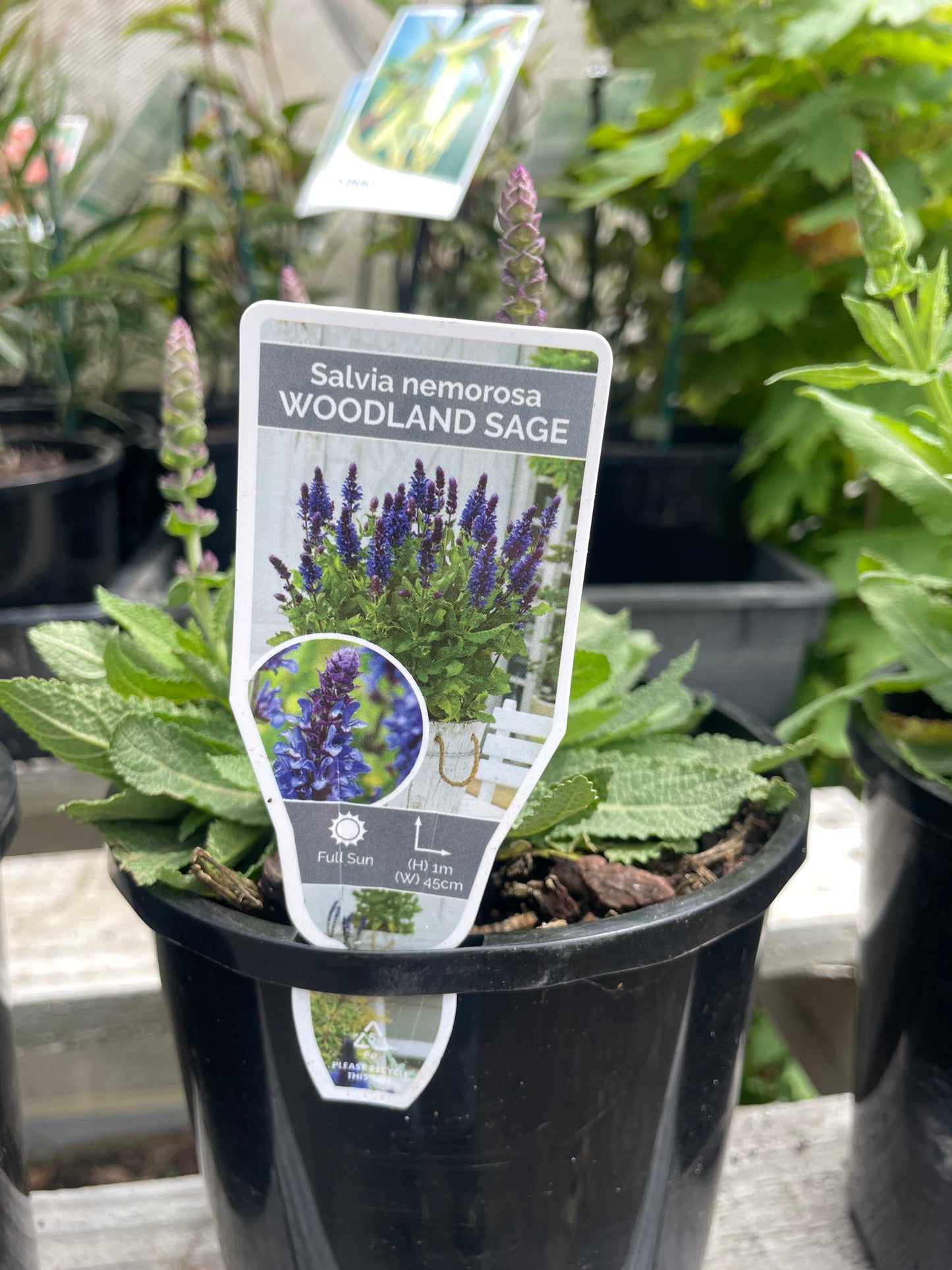 Salvia nemorosa Blue