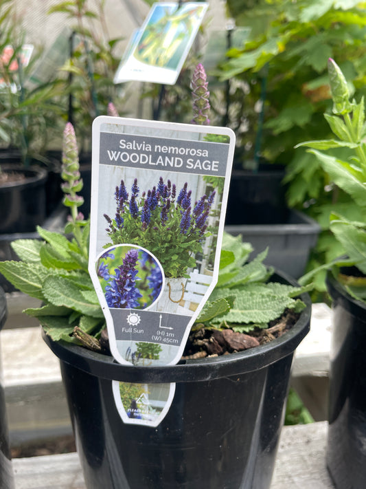 Salvia nemorosa Blue