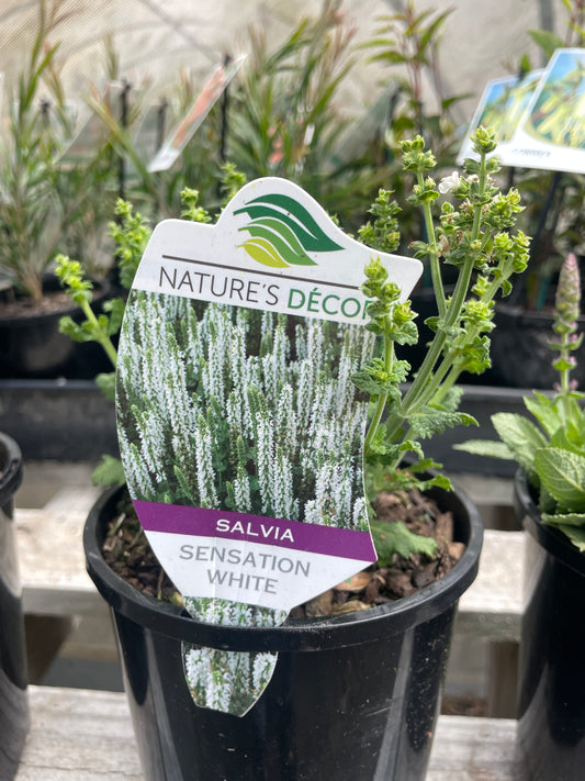 Salvia nemorosa 'Sensation White'