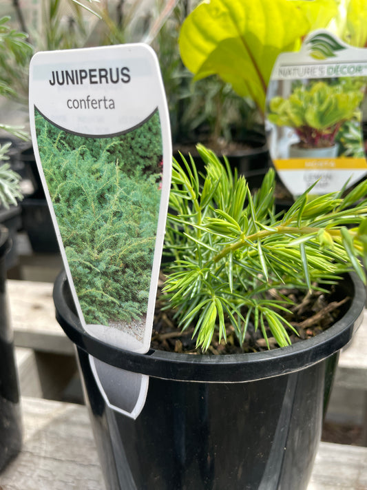 Juniperus conferta