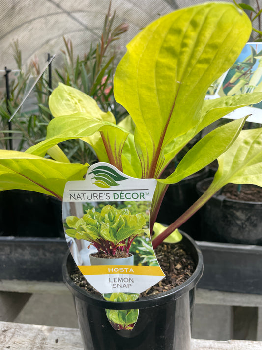 Hosta 'Lemon Snap'