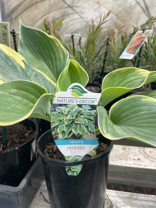 Hosta 'Hi Class'