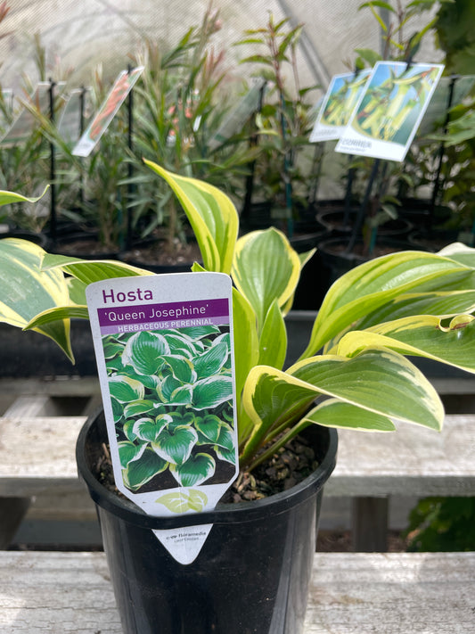 Hosta 'Queen Josephine'