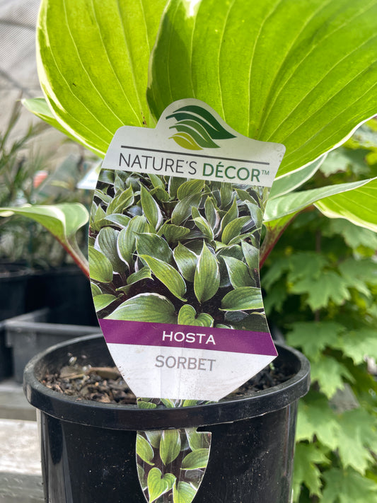 Hosta 'Sorbet'