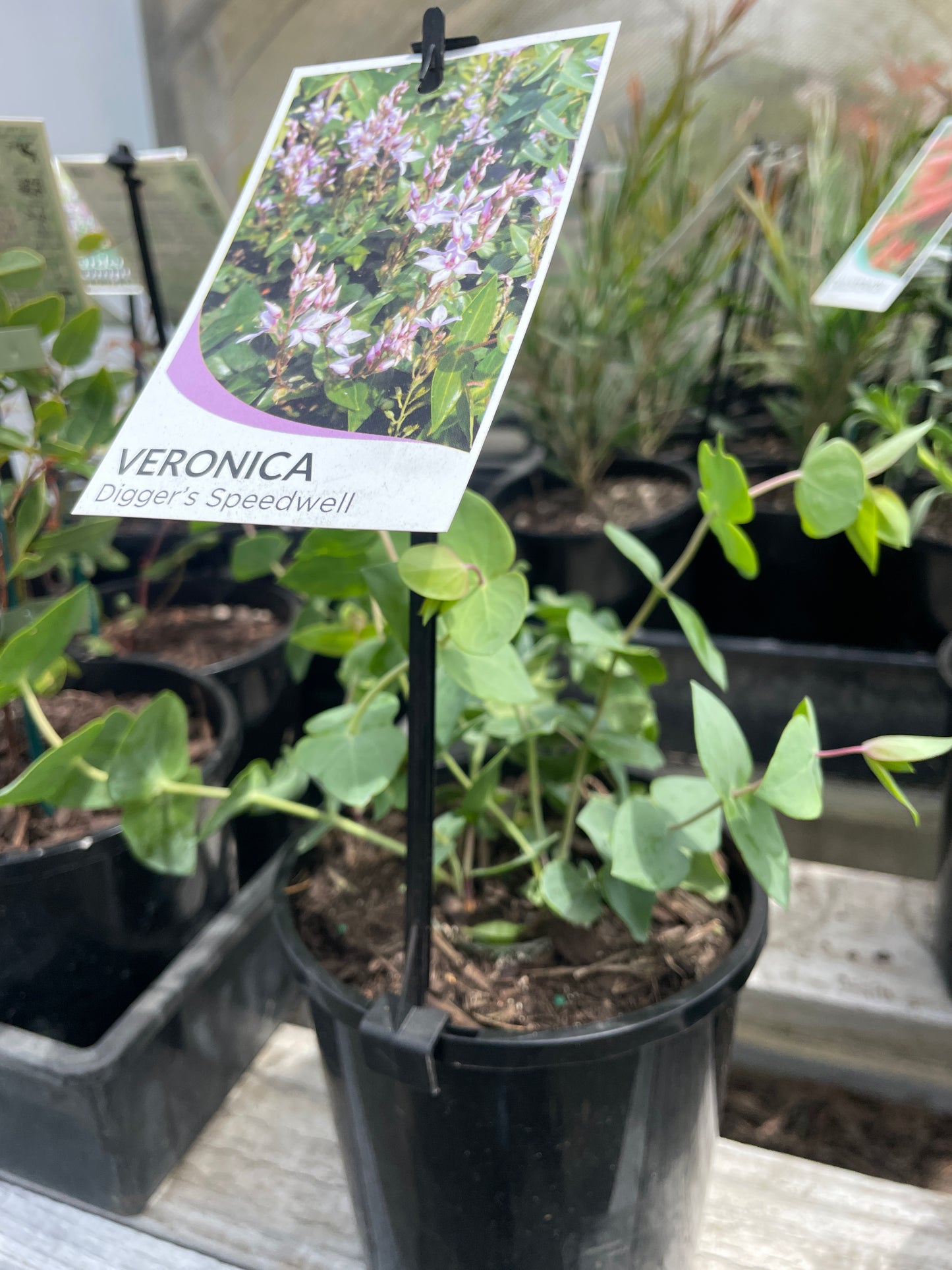 Veronica perfoliata - Digger's Speedwell