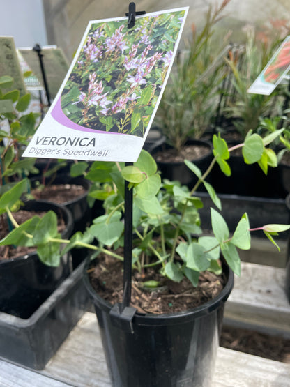 Veronica perfoliata - Digger's Speedwell