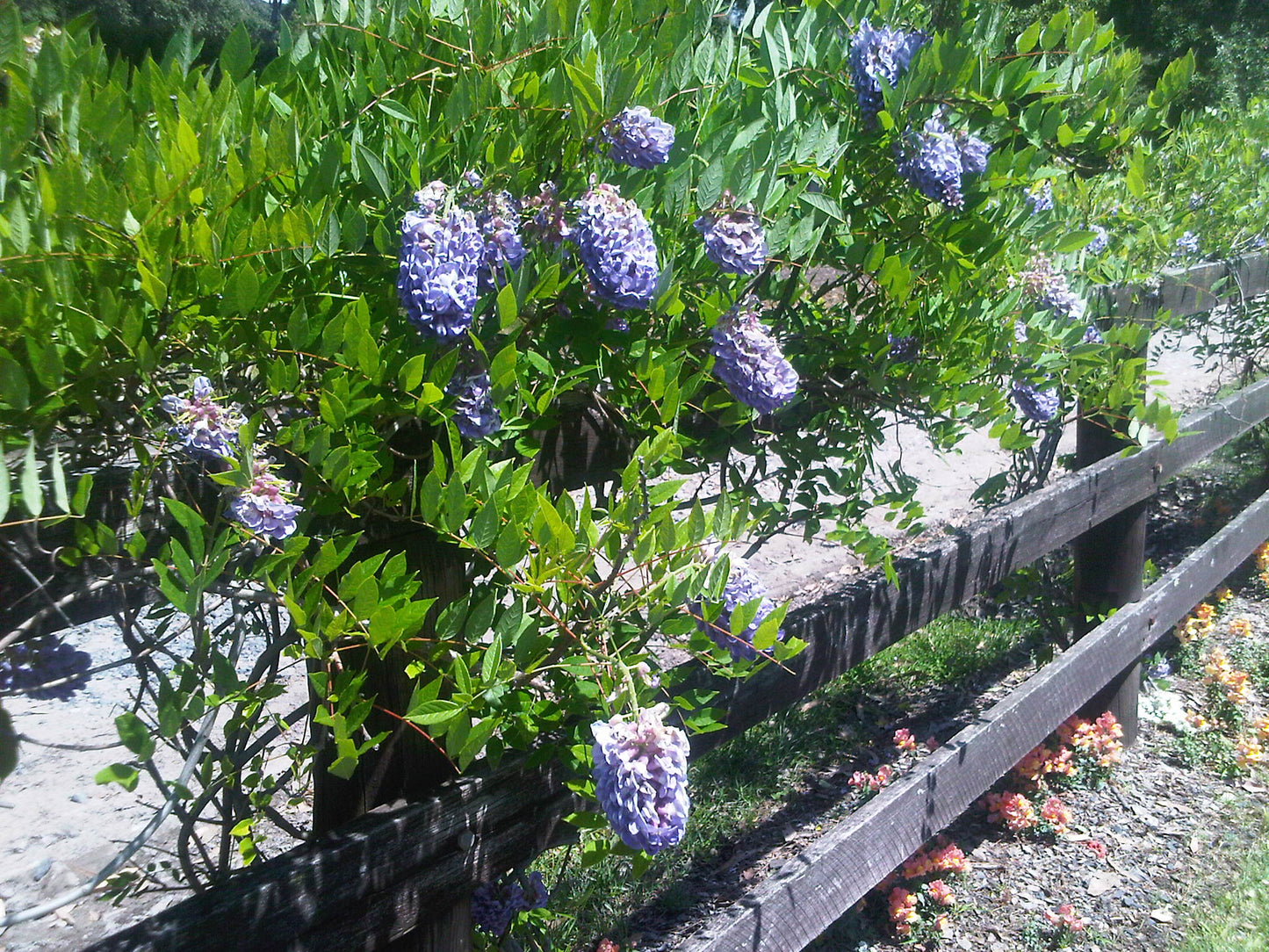 Wisteria frutescens 'Amethyst Falls'