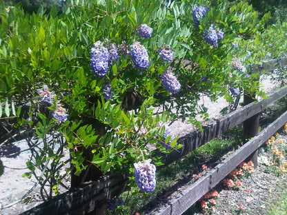 Wisteria frutescens 'Amethyst Falls'