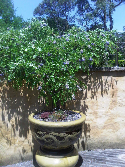 Wisteria frutescens 'Amethyst Falls'