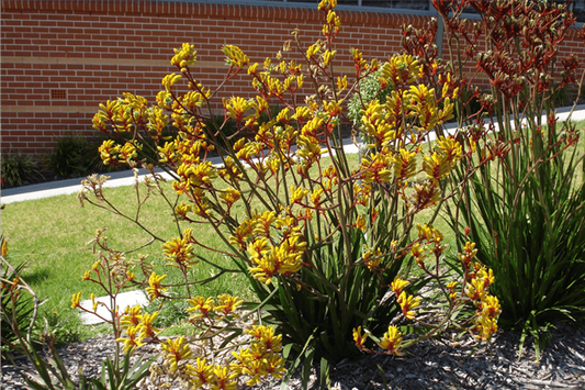 Anigozanthos 'Gold Velvet' PBR - Gold Velvet Kangaroo Paw