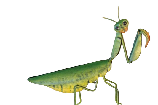 Akitsu Praying Mantis