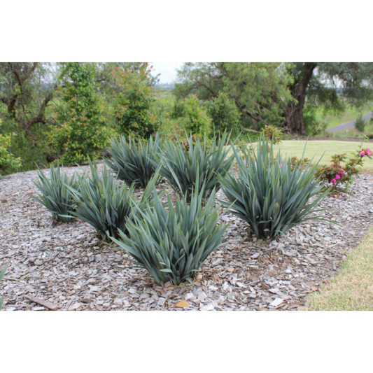 Dianella hybrid 'DP401' PBR - Clarity Blue™ Flax Lily