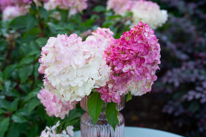 Hydrangea paniculata 'Sundae Fraise'