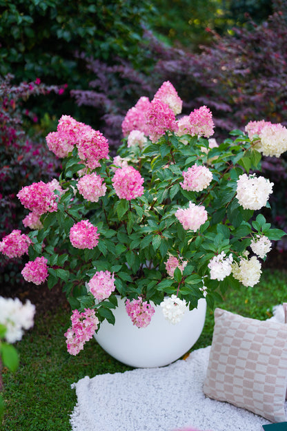 Hydrangea paniculata 'Sundae Fraise'