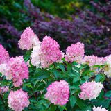 Hydrangea paniculata 'Sundae Fraise'