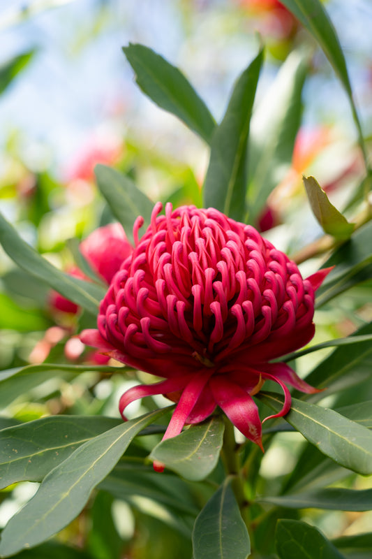 Telopea 'Essie's Gift' - Waratah