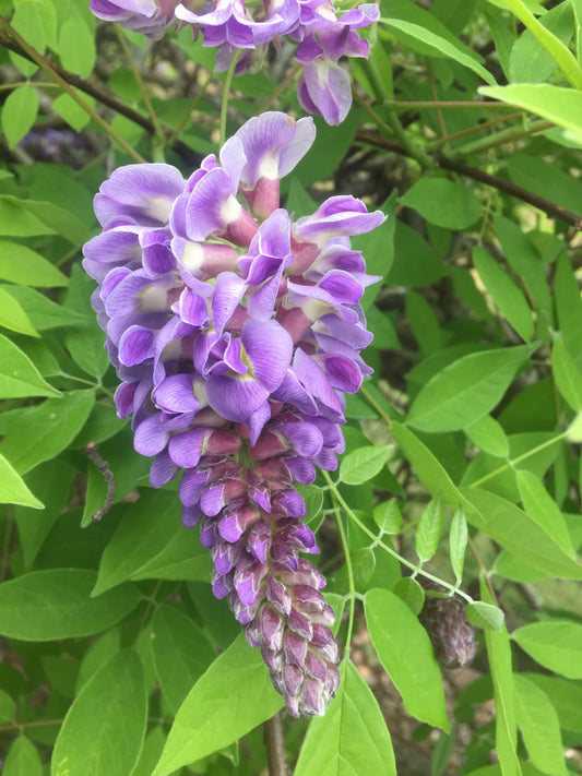 Wisteria frutescens 'Amethyst Falls'